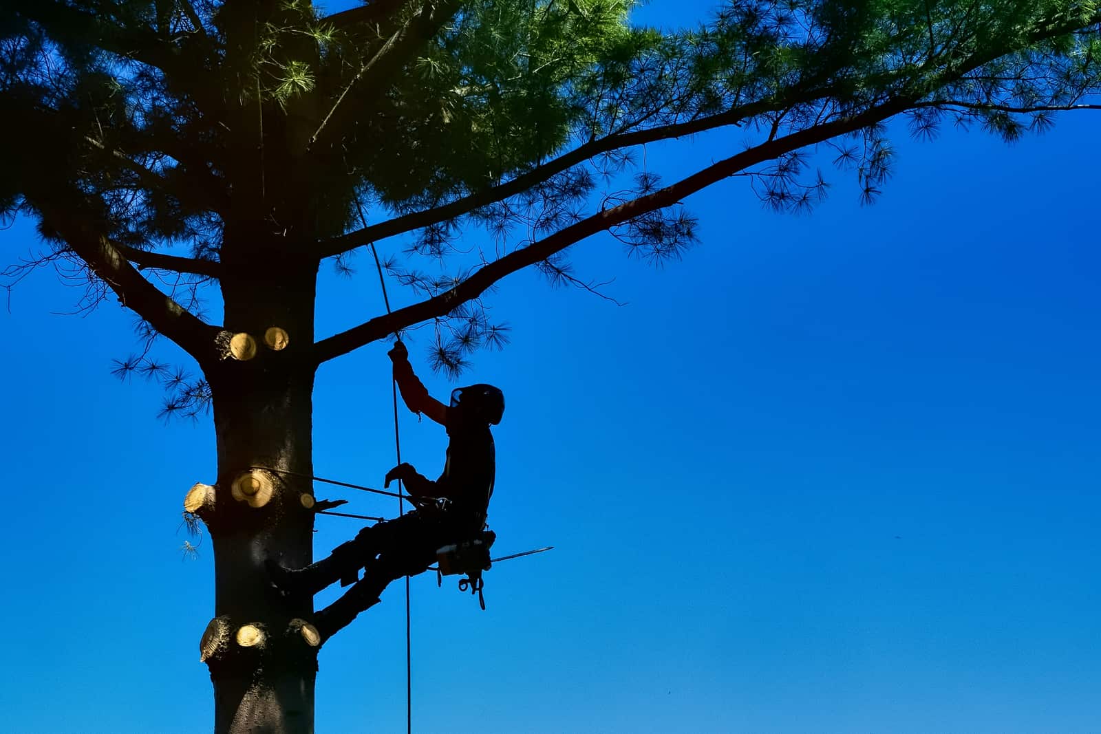Tree Assessments