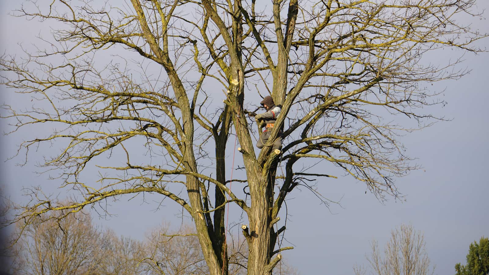 Tree Disease Care